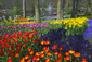 Keukenhof, známý také jako "Zahrada Evropy", je největší květinový park v Nizozemsku a zároveň i v Evropě. Je založen poblíž městečka Lisse na původním hrabství Keukenhof. V sočasné době se park rozkládá na 32 hektarech a každoročně zde vykvete 6 až 7 milionů především cibulovitých květin, jako jsou krokusy, narcisy, tulipány, hyacinty, lilie a další. (Foto: profimedia.cz)
