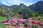 Botanická zahrada Kirstenbosch se rozprostírá na východním úpatí Stolové hory v Kapském Městě. Byla založena v roce 1913 profesorem Pearsonem. Zahrada se rozprostírá na ploše 528 hektarů a je pýchou jižní Afriky: najdete zde pouze jihoafrické rostliny. (Foto: archiv)