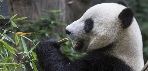 Čínská zoo nabídne přenos ze života pand v chovné stanici (ilustrační foto).