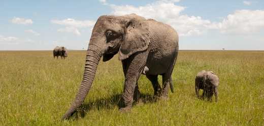 Sloni afričtí mají bohatý společenský život.
