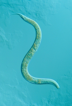 Háďátko Caenorhabditis elegans.