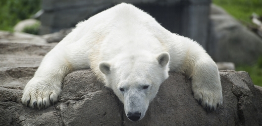 Medvědí samec truchlí po své družce (ilustrační foto).