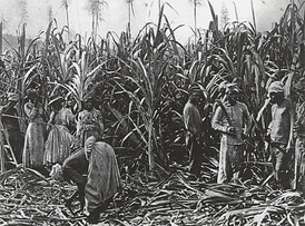 Černošští pracovníci na francouzském Réunionu, konec 19. století.