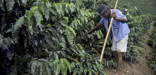 Kávová rez poprvé zasáhla Střední Ameriku v 70. letech (ilustarční foto).