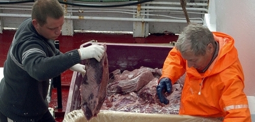Třídění velrybího masa na palubě lodi.