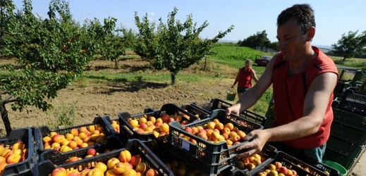 Čeští pěstitelé ovoce a zeleniny podali 23 žádostí o kompenzaci ve výši 21 mil.