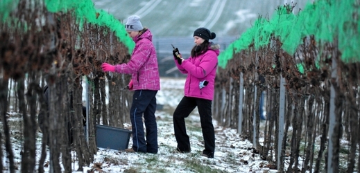 Ledové víno bude vzácnější kvůli slabší úrodě.