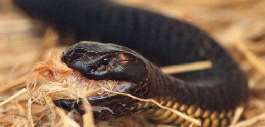Mezi nejjedovatější hady patří i pakobra páskovaná.