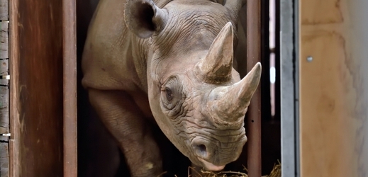 Na celém světě žije pouze pět tisíc nosorožců.