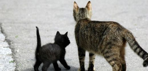 Radnice chce kastrací koček zabránit jejich přemnožení.