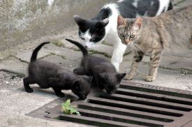 Těm, kteří budou i přes varování kočky krmit, hrozí pokuta ve výši až 200 tisíc korun.