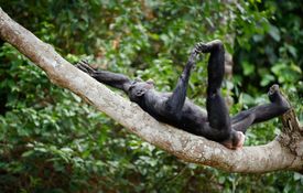 Na šimpanzích byly patrné známky opilosti, například rychle usínali (ilustrační foto).
