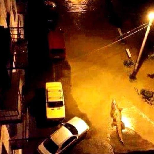 Krokodýl ve tbiliské ulici.