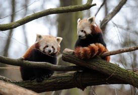 Počet pand červených se odhaduje na zhruba 10 tisíc jedinců a jsou evidovány jako zranitelný druh.