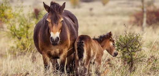 Po několika staletích je to první hříbě divokých koní, které se narodilo v české přírodě.