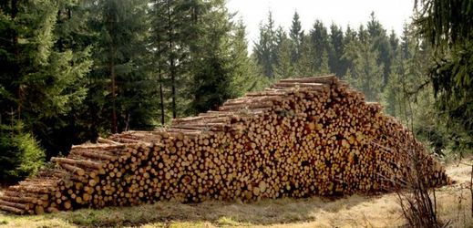 Lesy ČR byly nuceny snížit těžbu dřeva kvůli přebytku nabídky nad poptávkou (ilustrační foto).