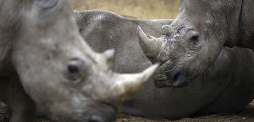 Rohy nosorožců jsou velmi žádané, především na čínském a vietnamském trhu.