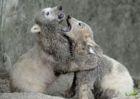 Medvíďata se jmény Kometa a Nanuk narozená v roce 2013.