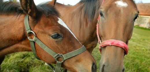 Koně umějí sedmnácti různými výrazy obličeje vyjádřit svou náladu.