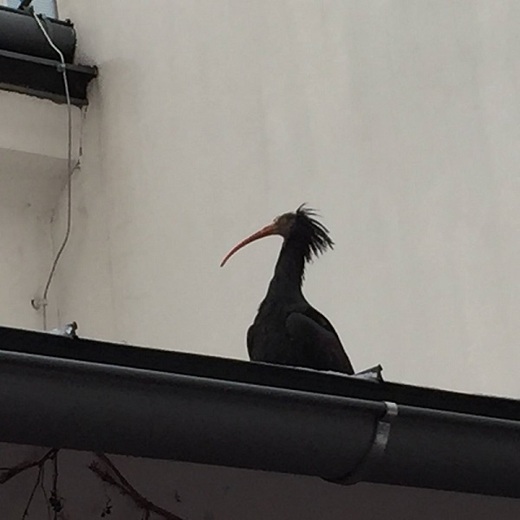 Jeden z ibisů již byl odchycen.