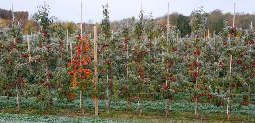 Zmrzlá úroda jablek (ilustrační foto).