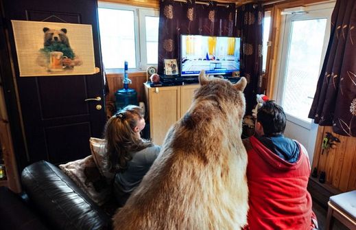 Dvoumetrový medvěd se prý rád dívá na televizi a miluje mazlení na gauči.