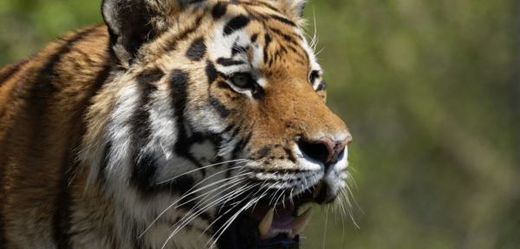 Volně se pohybující tygři rozsápali v čínském safari parku ženu a další zranili.
