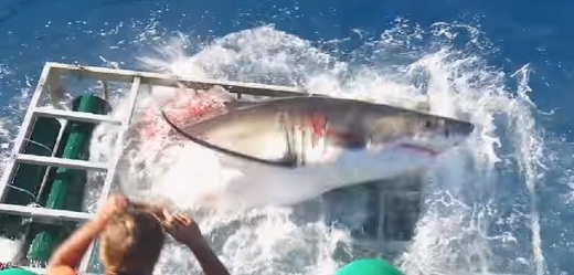 Snímek z videa, které zachytilo žraloka uvězněného v kleci.