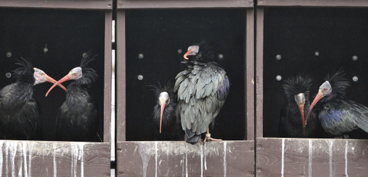 Do zázemí zoo přemístila například čápy černé či ibisy skalní (na snímku).