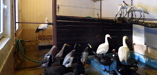 Děčínská zoo přestěhovala z preventivních důvodů některé opeřence z volných výběhů do vnitřních zimovišť. Opatřením proti ptačí chřipce je i zakrývání voliér. Do Ptačího domu musí návštěvník projít přes dezinfekční roztok. 