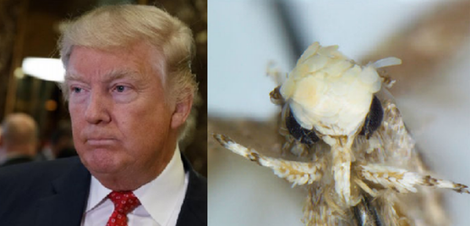 Biolog pojmenoval můru podle Donalda Trumpa.