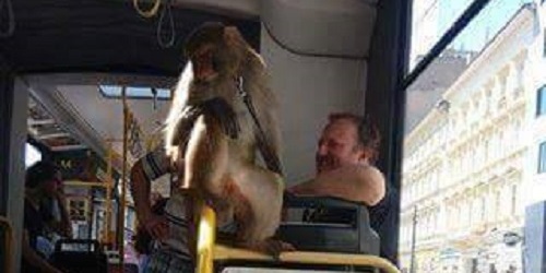 Opice v tramvaji číslo 8 vzbudila rozruch. 