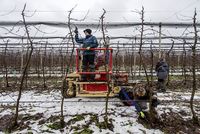 Ovocnáři Zemědělského družstva Dolany na Náchodsku prováděli 29. ledna 2018 zimní řez ovocných stromů. Družstvo patří k největším ovocnářským podnikům v ČR.