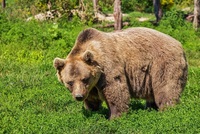 Na Vsetínsku řádí medvěd hnědý.