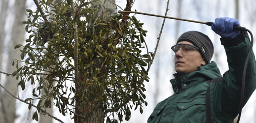 Student Mendelevovy univerzity aplikuje postřik na strom se jmelím.