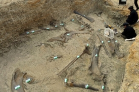 Kromě stop paleontologové objevili i kosterní pozůstatky dinosaurů.