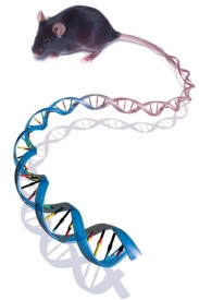 Genetici si letos posvítí na geny, které od sebe oddělují dva druhy.