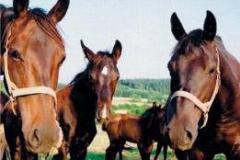 Atrakce parku. Chov karačájevských koní je vedle tajemných útvarů dalším lákadlem přírodního parku Sedmihoří.