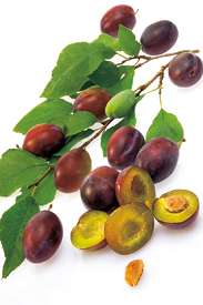 Z peckovin lze použít meruňky, švestky, třešně a sladké višně.
