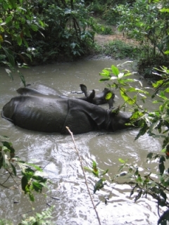Takhle si můžete vyfotit nosorožce ze hřbetu slona.