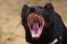 Tasmánský ďábel možná během pár let zcela vyhyne.