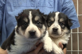 Soukromá firma začala nabízet komerční klonování psů.