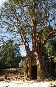 Chr&aacute;m-džungle Ta Prohm.