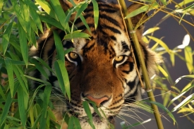 Bojácní tygři doplatili na to, že byli od narození vychováváni lidmi.