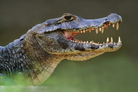 Krokodýla před konzumací raději zamrazit nebo povařit.
