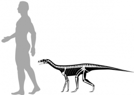 Nově objevený bratranec dinosaurů vážil méně než 30 kg.