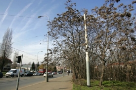 Jeden strom měl stát téměř 25 000 Kč (ilustrační foto).