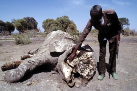 Pytláci rok co rok zastřelí asi osm procent všech afrických slonů.