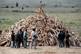 Slonovina zabavená pytlákům bývá často spálena.