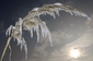 Namrzlá tráva v německém Ludwigsburgu. (Foto: ČTK/AP)